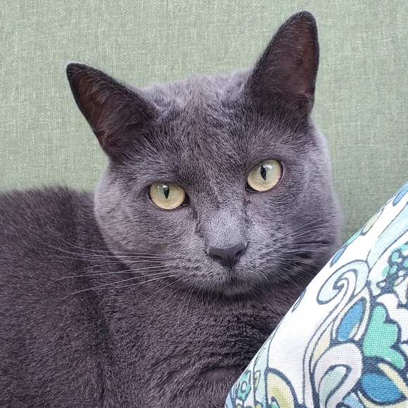 Meet your Posher, Lisa - Picture 4 of 7